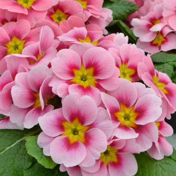 Primevère Ringostar Cherryblossom - Primula acaulis