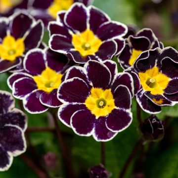 Primula elatior Black Laced - Slanke sleutelbloem