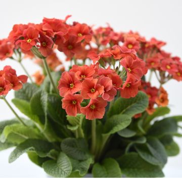 Primula elatior Cottage Shades - Slanke sleutelbloem