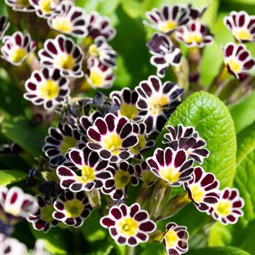 Primula elatior Mister Silver Laced - Slanke sleutelbloem