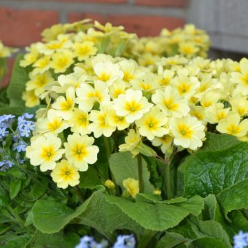 Primula elatior Veristar Lemon - Slanke sleutelbloem