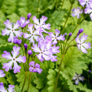 Primula sieboldii Dancing Ladies - Sieboldsprimula