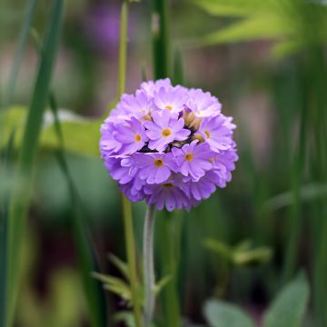 Primula denticulata Prom Lilac - Kogelprimula