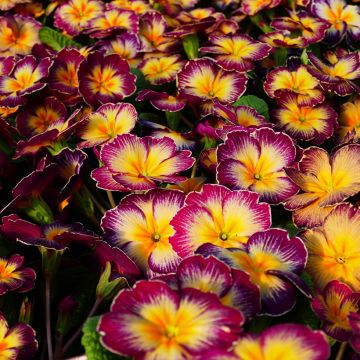 Primula Rambo F1 Purple Flame - Stengelloze sleutelbloem