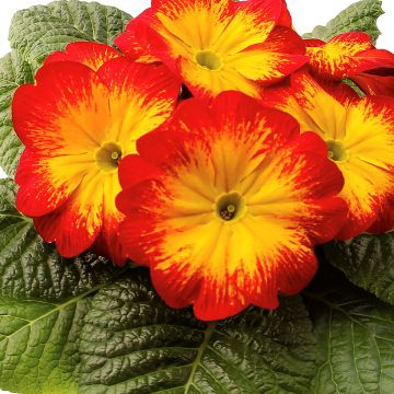 Primula Rambo F1 Red Flame - Stengelloze sleutelbloem