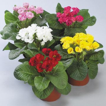 Primula Rosanna Mix F1 - Stengelloze sleutelbloem