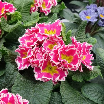 Primula Sweetie - Stengelloze sleutelbloem