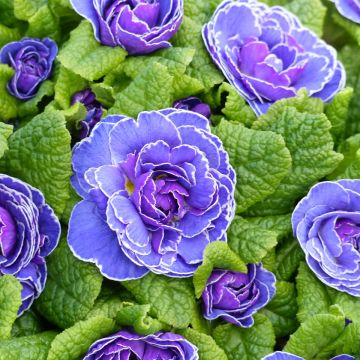 Primula Belarina Amethyst Ice - Stengelloze sleutelbloem