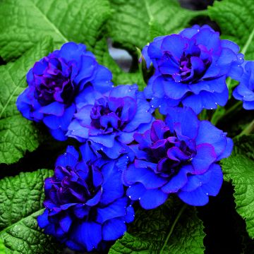 Primula Belarina Cobalt Blue - Stengelloze sleutelbloem