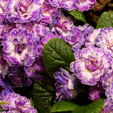 Primula Belarina Lively Lilac (plugplanten) - Stengelloze sleutelbloem