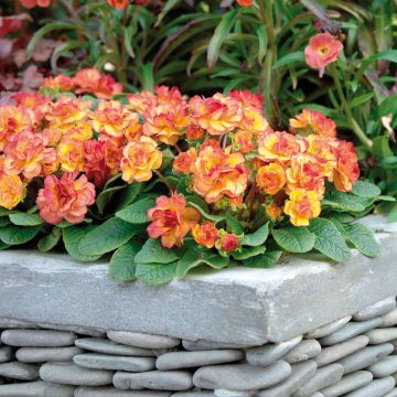 Primula Belarina Nectarine (plugplanten) - Stengelloze sleutelbloem