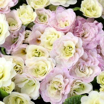 Primula Belarina Pink Ice - Stengelloze sleutelbloem