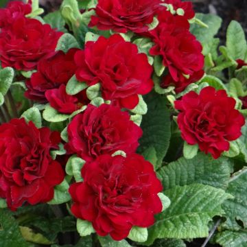 Primula Belarina Valentine (plugplanten) - Stengelloze sleutelbloem