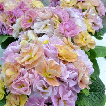 Primula Rubens Antique Rose F1 - Stengelloze sleutelbloem