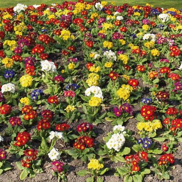 Primula eliator Crescendo Mix (plugplanten) - Slanke sleutelbloem