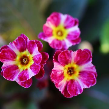 Primula Dark Rosaleen - Sleutelbloem