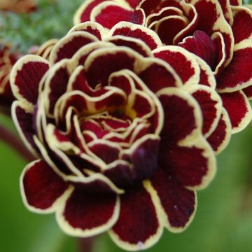 Primula Elizabeth Killelay - Slanke sleutelbloem