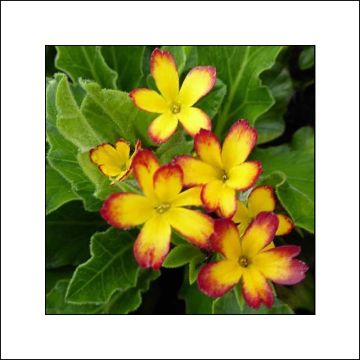 Primula Oak Leaf Yellow Picotee - Sleutelbloem