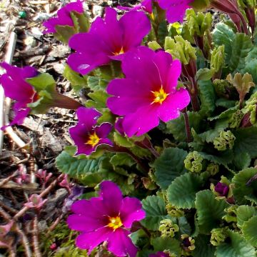 Primula juliae Wanda - Sleutelbloem