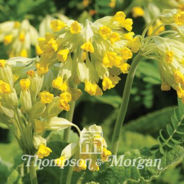 Primula veris (zaad) - Gulden sleutelbloem