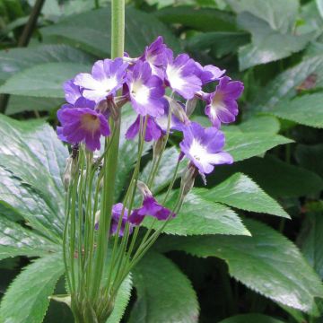 Primula alpicola violacea - Sleutelbloem