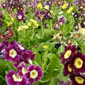 Primula auricula Mix - Tuinaurikel