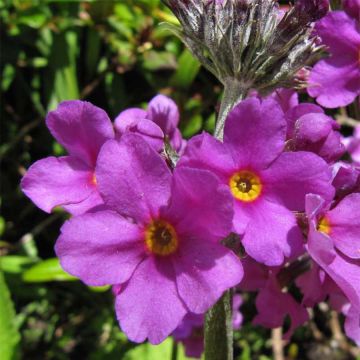 Primula beesiana - Sleutelbloem