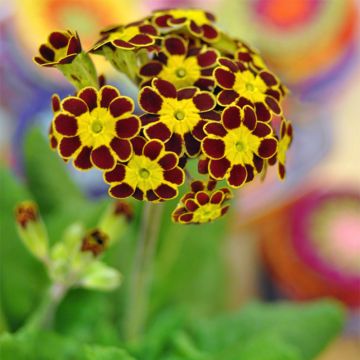 Primula elatior Gold Lace Rood - Slanke sleutelbloem