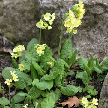 Primula elatior - Slanke sleutelbloem