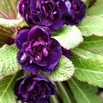 Primula Strong Beer - Stengelloze sleutelbloem