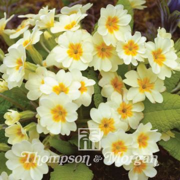Primula vulgaris (zaad) - Stengelloze sleutelbloem