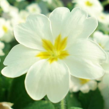 Primula vulgaris - Stengelloze sleutelbloem