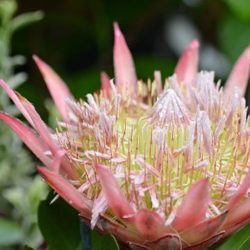 Protea cynaroides Little Prince - Koningsprotea