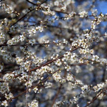 Prunus spinosa - Sleedoorn