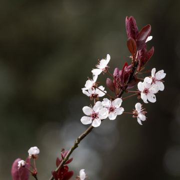 Prunus cerasifera Nigra - Kerspruim