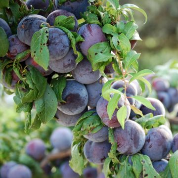 Japanse pruim Black Amber BIO