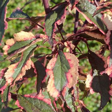 Prunus cerasifera Hessei - Kerspruim