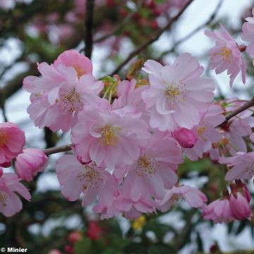Prunus Accolade - Japanse sierkers