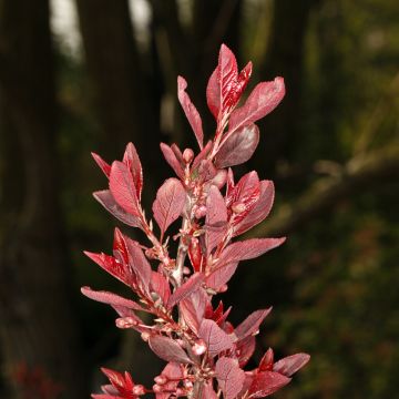 Prunus cerasifera Hollywood - Kerspruim