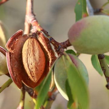 Amandelboom Desmayo Largueta
