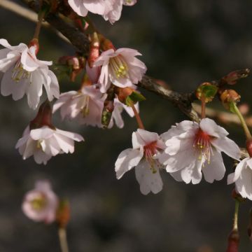 Prunus incisa Mikinori - Fuji-kers