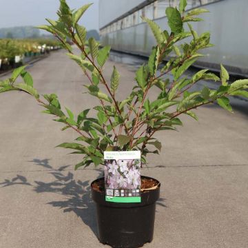 Prunus kurilensis Ruby - Sierkers