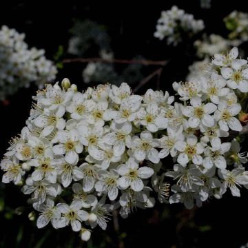 Prunus mahaleb - Weichselboom
