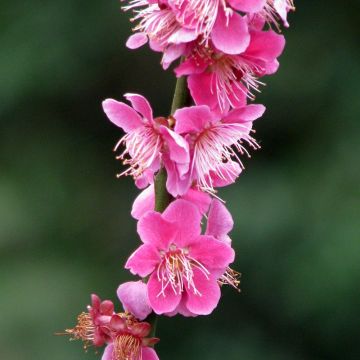 Prunus mume Beni Chidori - Japanse abrikoos