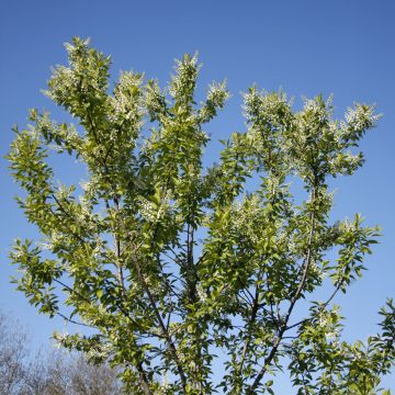 Prunus padus Nana - Vogelkers