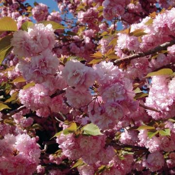 Prunus serrulata Kanzan - Japanse sierkers