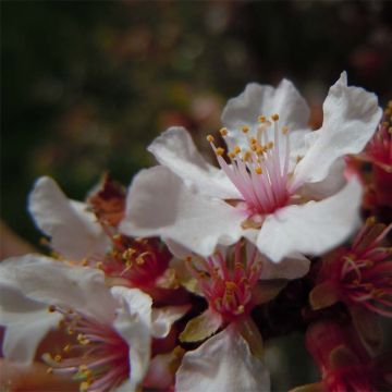 Prunus tomentosa - Sierkers