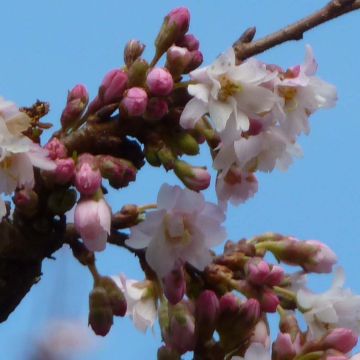 Prunus subhirtella Autumnalis Rosea - Winterbloeiende kers