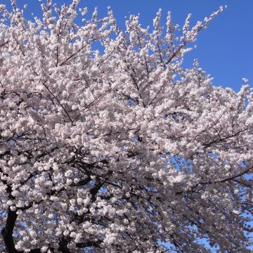 Prunus yedoensis - Yoshinokers