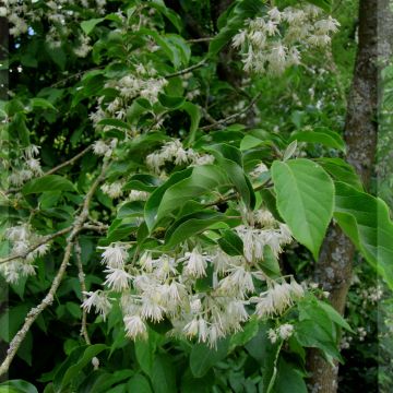 Pterostyrax corymbosa - Vleugelstorax
